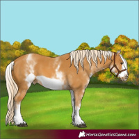 Horse Color:White Spotted Palomino Frame 