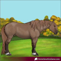 Horse Color:Liver Red Dun 