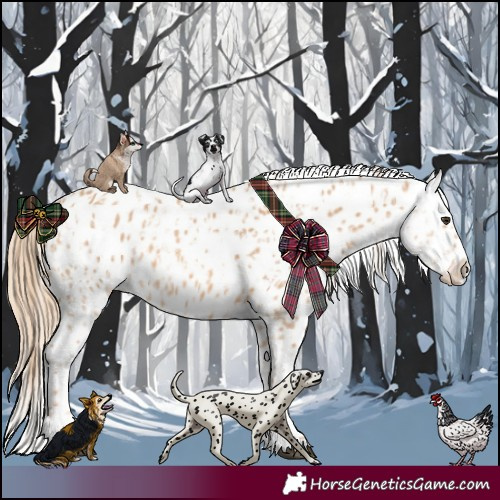 Horse Color:Red Dun Appaloosa  and Red Dun Appaloosa 