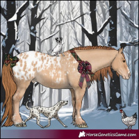 Horse Color:Red Dun Blanket  and Red Dun Blanket 