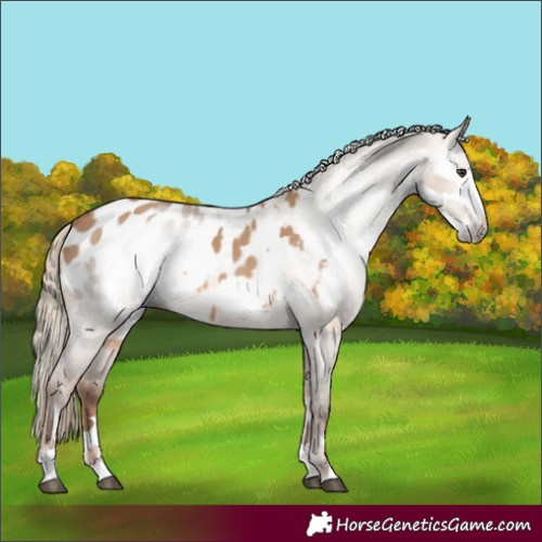 Horse Color:Red Dun Appaloosa  and Gray Red Dun Appaloosa 