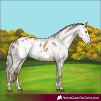 Horse Color:Red Dun Appaloosa  and Gray Red Dun Appaloosa 