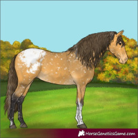 Horse Color:Buckskin Tobiano Appaloosa 