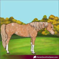 Horse Color:Chestnut Tobiano Appaloosa