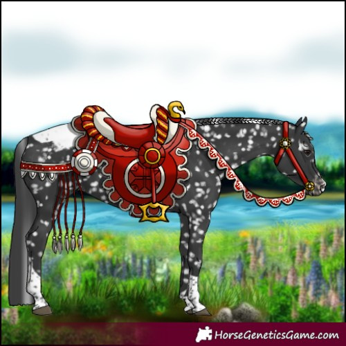 Horse Color:Black Tobiano Appaloosa 