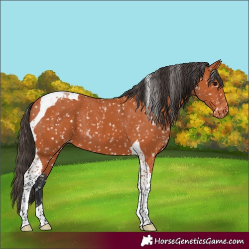Horse Color:Bay Tobiano Appaloosa 
