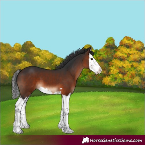 Horse Color:Brown Splash 