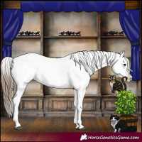Horse Color:Bay Tobiano Appaloosa 