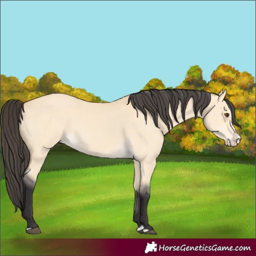 Horse Color:Buckskin Dun Splash 