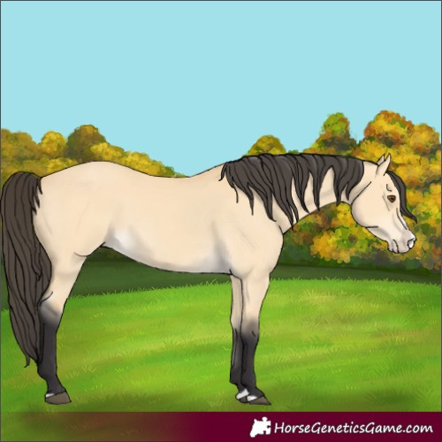 Horse Color:Buckskin Dun Splash 