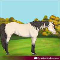 Horse Color:Buckskin Dun Splash 