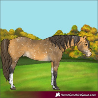 Horse Color:Buckskin Tobiano Snowflake Varnish