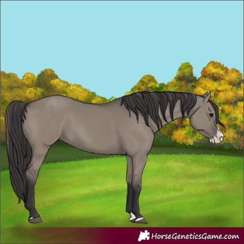 Horse Color:Smoky Grullo Splash 