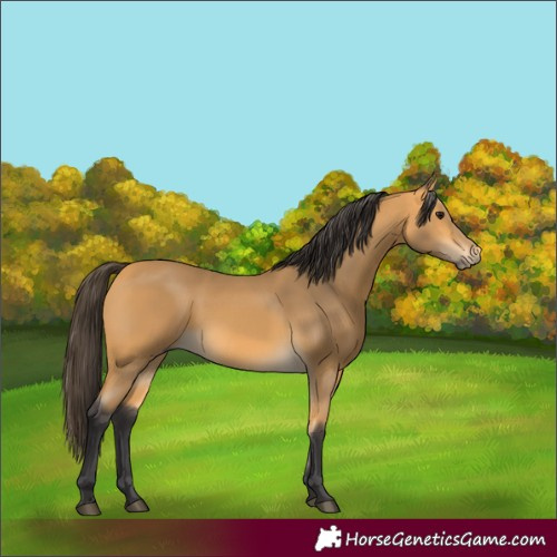 Horse Color:Buckskin 