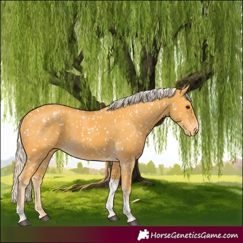 Horse Color:Palomino Tobiano Appaloosa