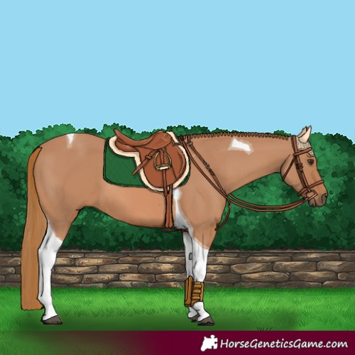Horse Color:Chestnut Tobiano 