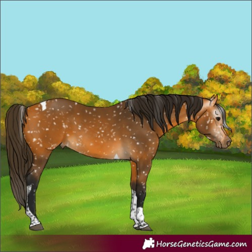 Horse Color:Unknown 