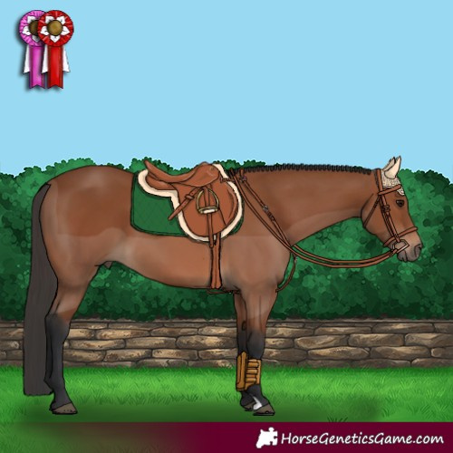 Horse Color:Bay 