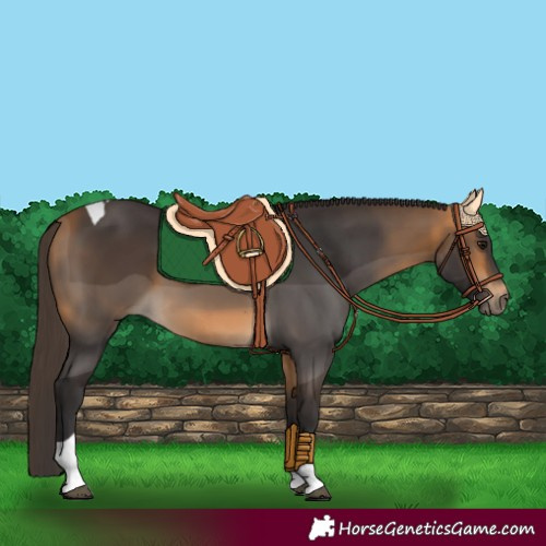 Horse Color:Buckskin Tobiano 