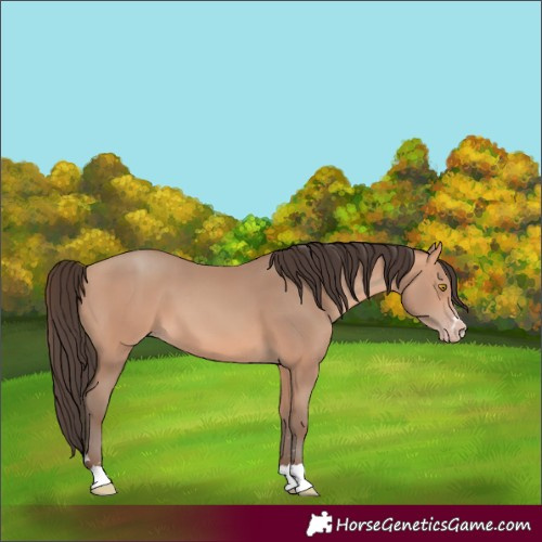 Horse Color:Unknown 