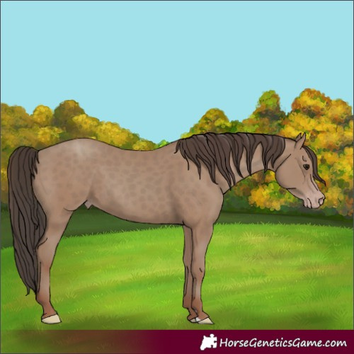 Horse Color:Unknown 