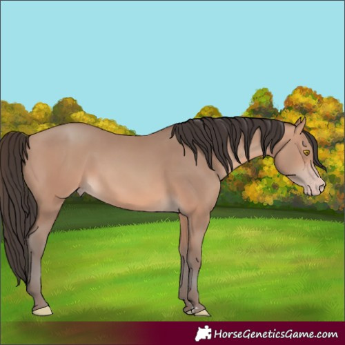 Horse Color:Unknown 