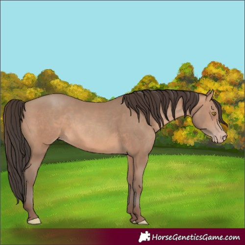 Horse Color:Unknown 