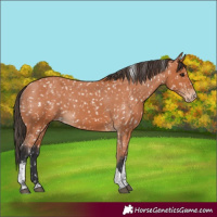 Horse Color:Bay Tobiano Snowflake Varnish