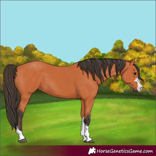 Horse Color:Bay 