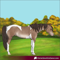 Horse Color:Classic Champagne Tobiano Rabicano 