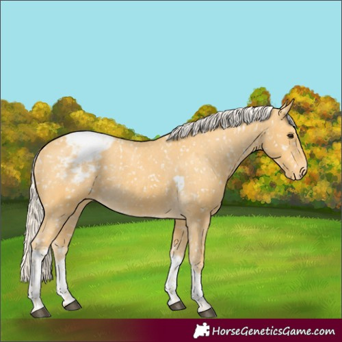 Horse Color:Palomino Tobiano Snowflake Varnish