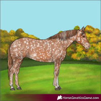 Horse Color:Chestnut Tobiano Appaloosa