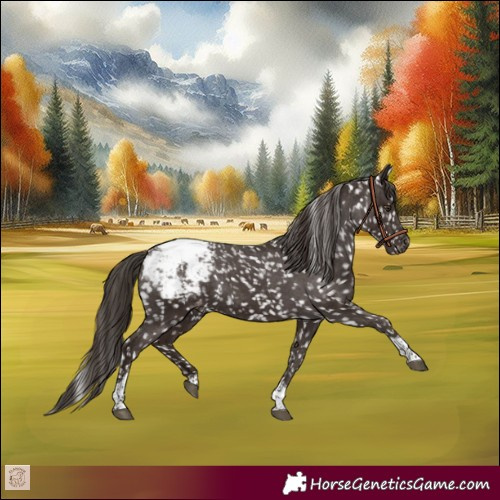 Horse Color:Liver Chestnut Tobiano Appaloosa 