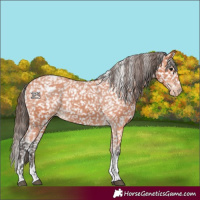 Horse Color:Bay Tobiano Snowflake Varnish