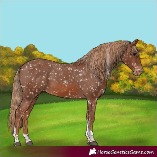 Horse Color:Chestnut Tobiano Appaloosa 
