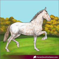 Horse Color:Gold Champagne Tobiano Snowcap 