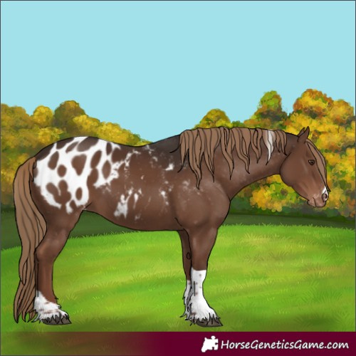 Horse Color:Liver Chestnut Tobiano Appaloosa 