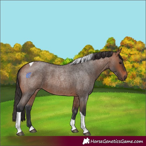 Horse Color:Bay Roan Tobiano 