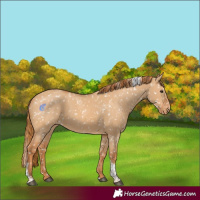 Horse Color:Red Dun Tobiano Appaloosa 