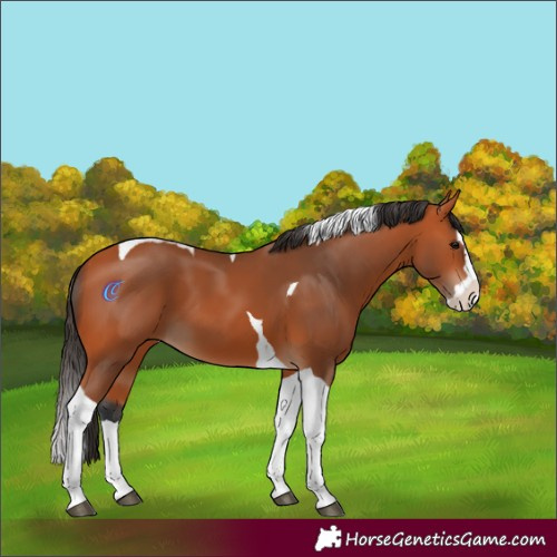 Horse Color:Bay Splash Tobiano 