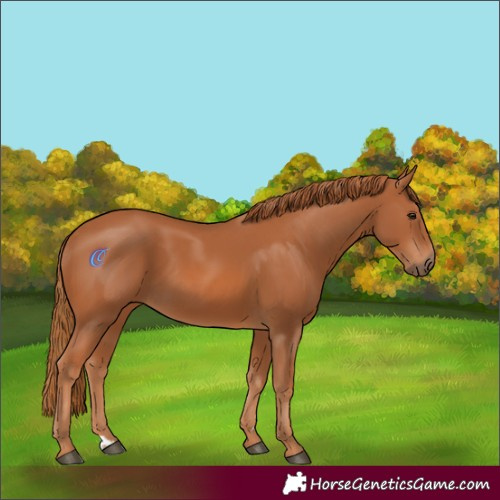 Horse Color:Chestnut 