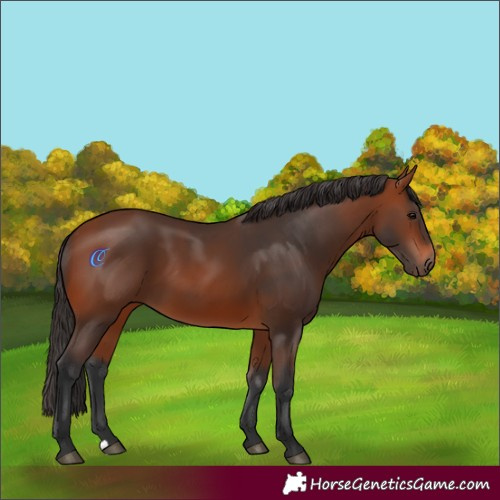 Horse Color:Bay 