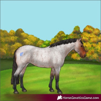 Horse Color:Bay Roan 