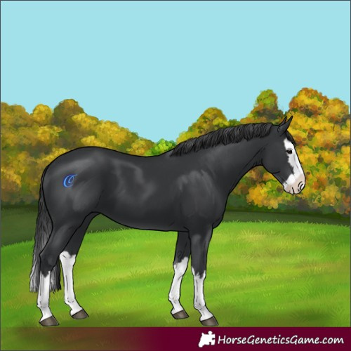 Horse Color:Black Splash 