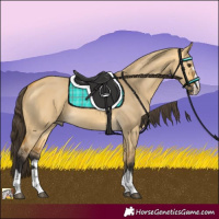 Horse Color:Buckskin Dun