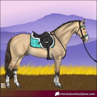 Horse Color:Buckskin Dun 