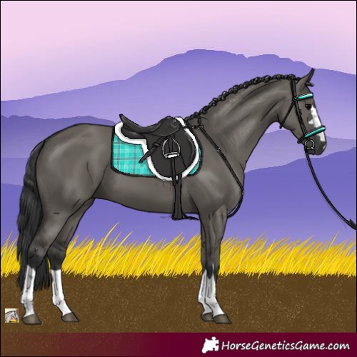 Horse Color:Grullo