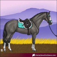 Horse Color:Grullo 