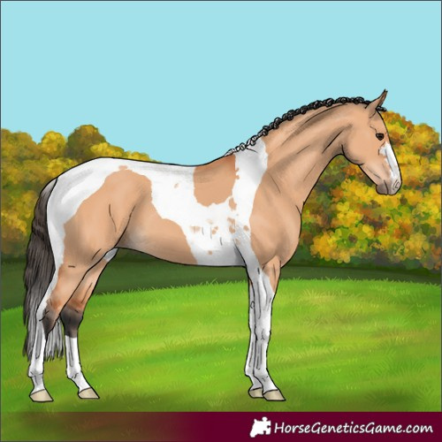 Horse Color:Bay Dun Tobiano 