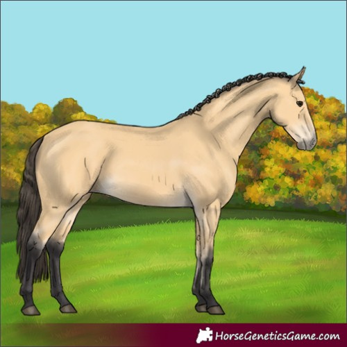 Horse Color:Buckskin Rabicano 